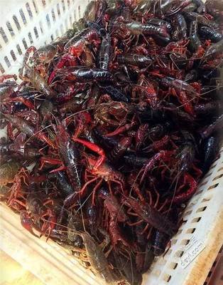 小龙虾能发快递吗？