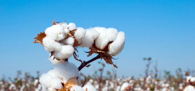 新疆棉花，棉花很白、不容抹黑---四川成都机场货运站