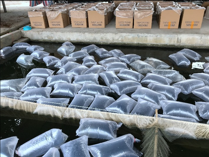 成都航空快递,航空货运、鱼苗类航空运输注意事项-四川成都机场货运站