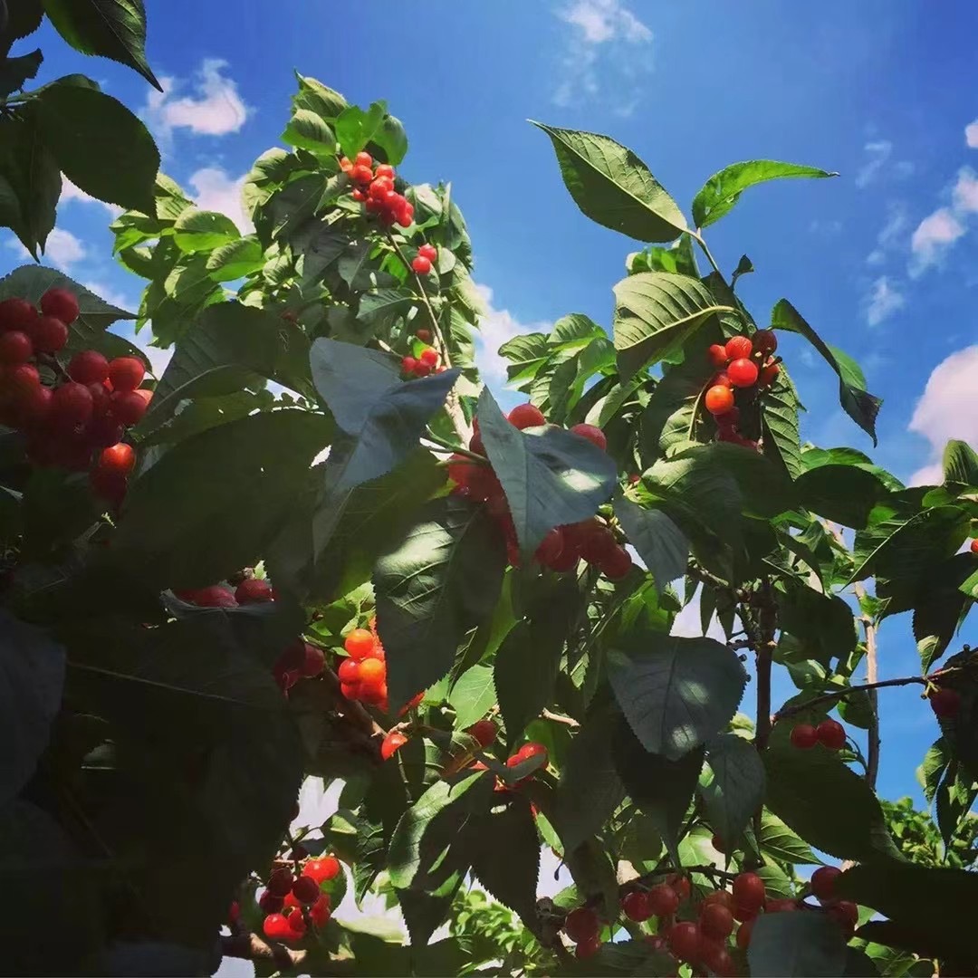 樱桃空运多少钱一斤呢?-四川成都航空货运站