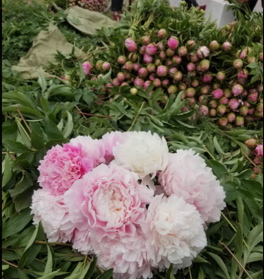 成都航空快递发往无锡鲜花空运怎么发?鲜花空运包装要求怎么样的?-四川机场货运站