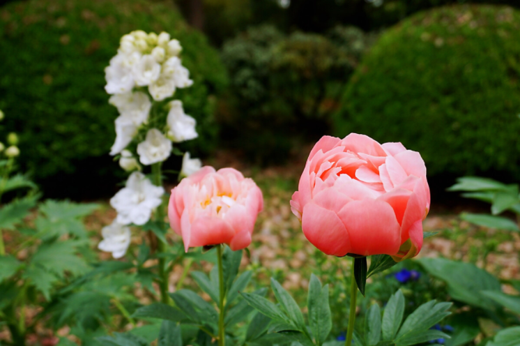 李子空运多少钱一斤-四川成都机场货运站