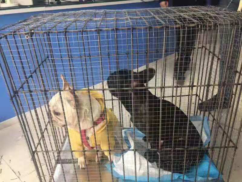 宠物空运 宠物托运流程-四川机场空运物流