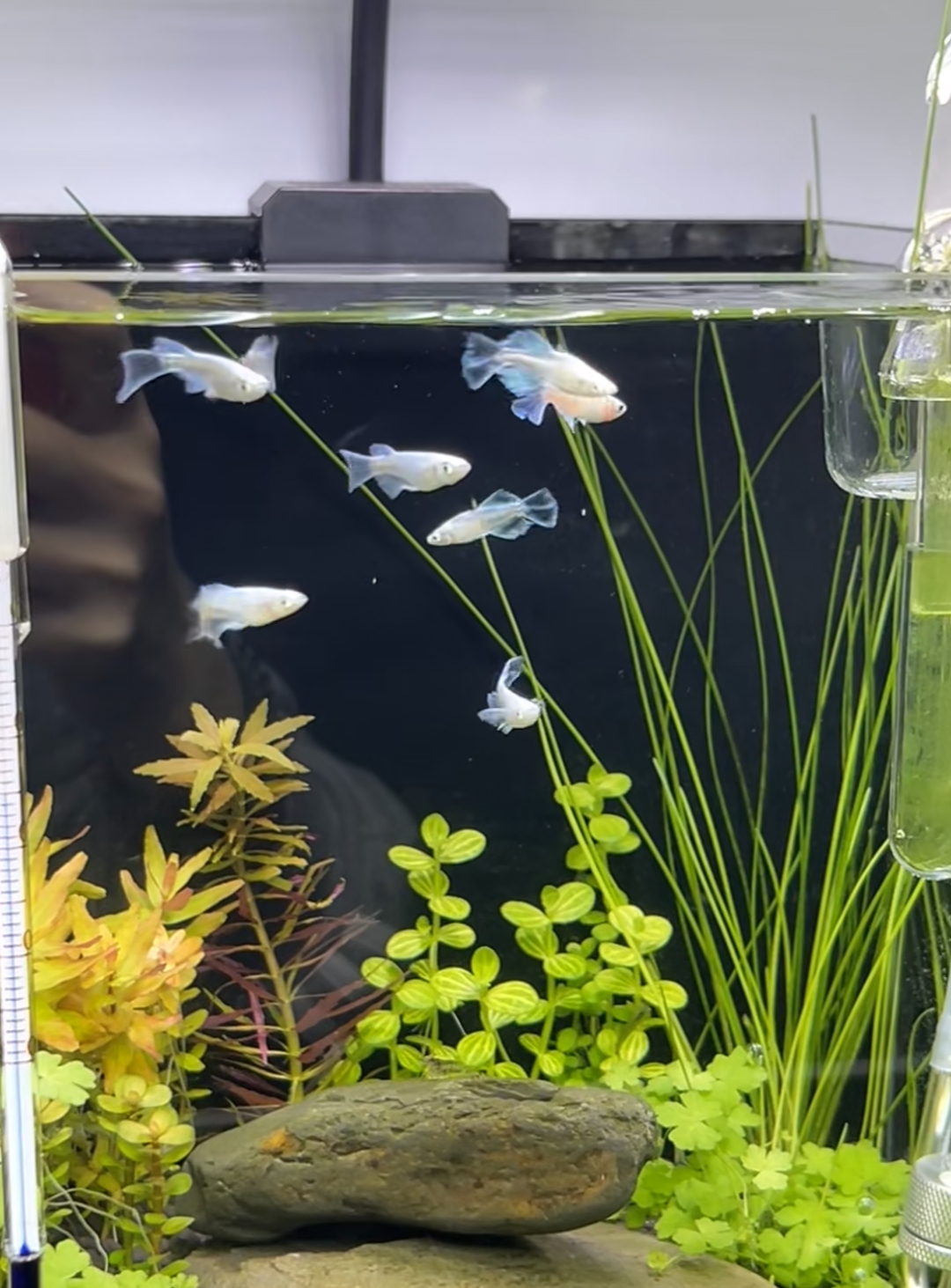 成都观赏鱼航空托运:安全速达,鲜活无忧